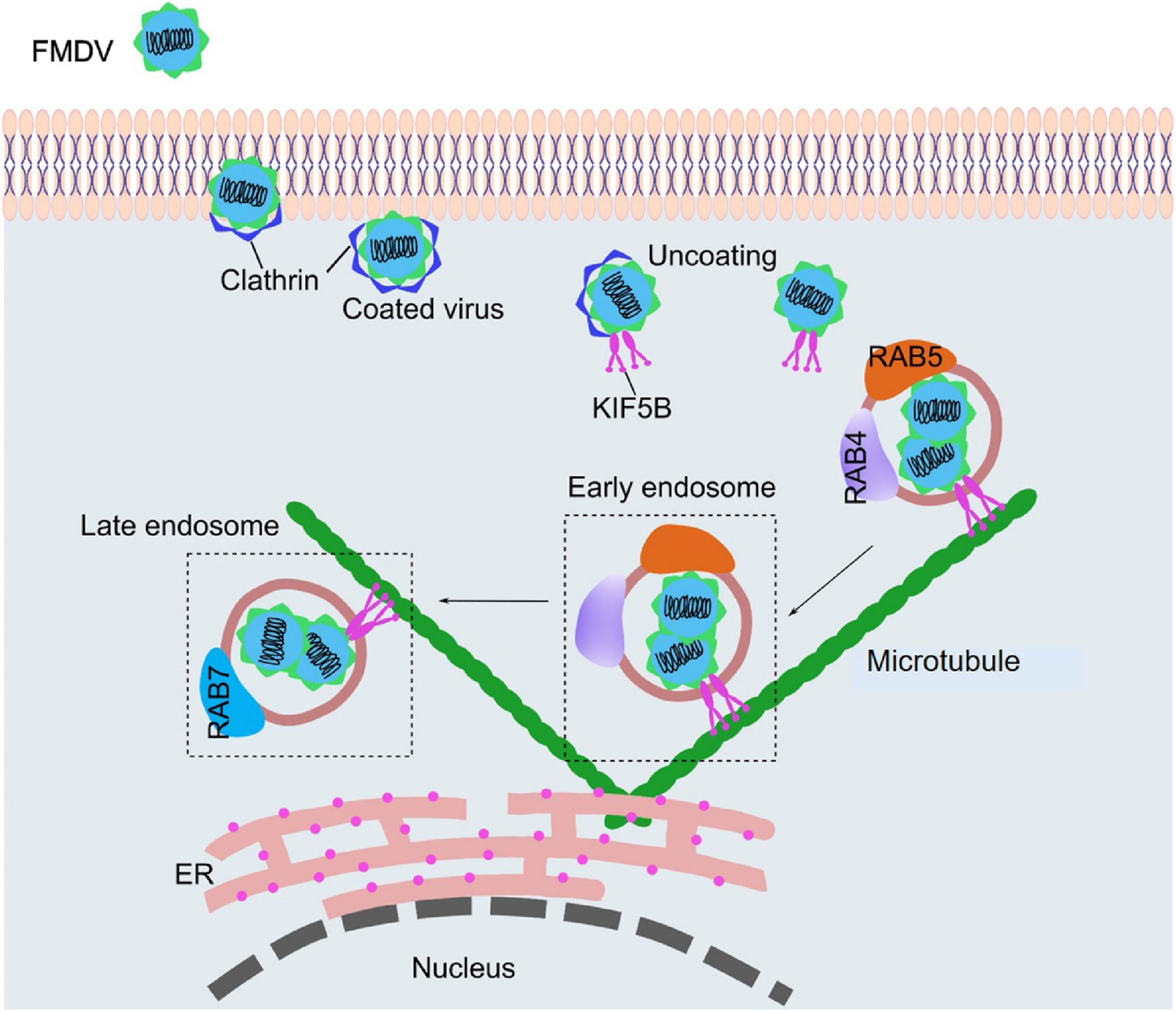 KIF5B-mediated internalization of FMDV promotes virus infection